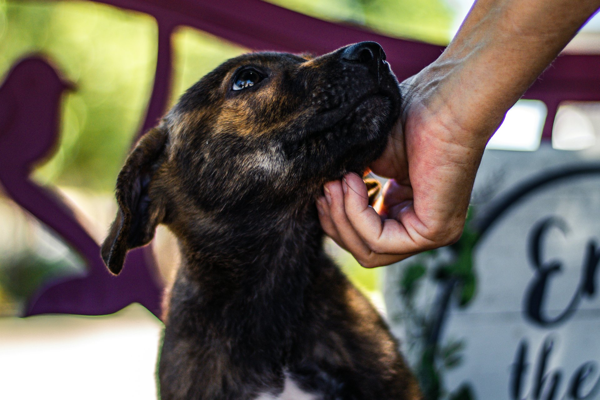 Rescue dog being stroked